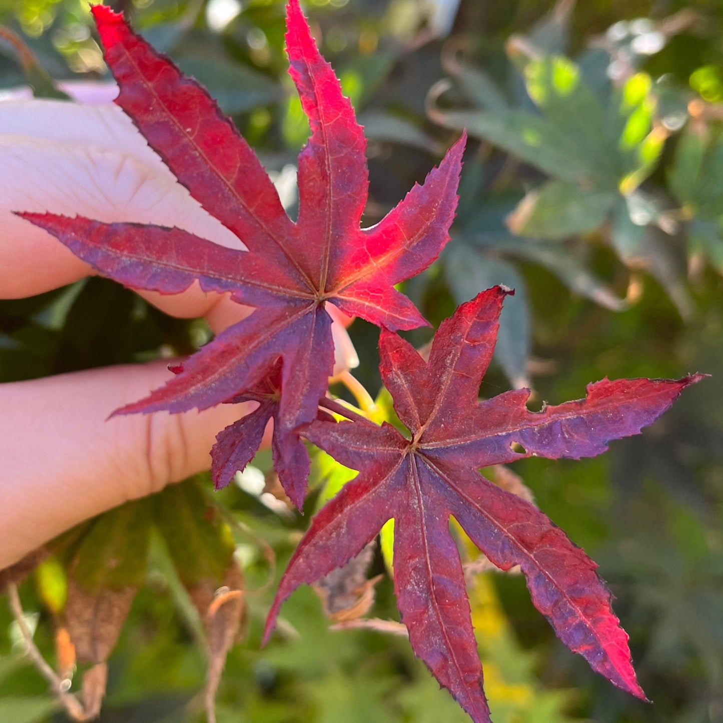 Acer palmatum - Japanese maple