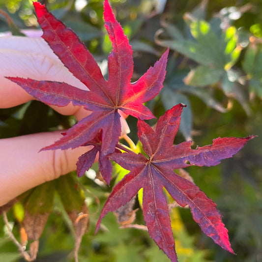 Acer palmatum - Japanese maple