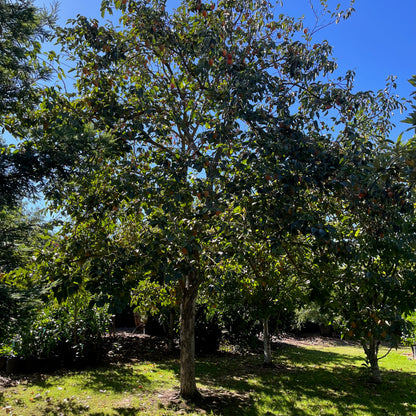 Persimmon Tree-Chocolate Persimmon