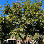 Giant Fuyu Persimmon