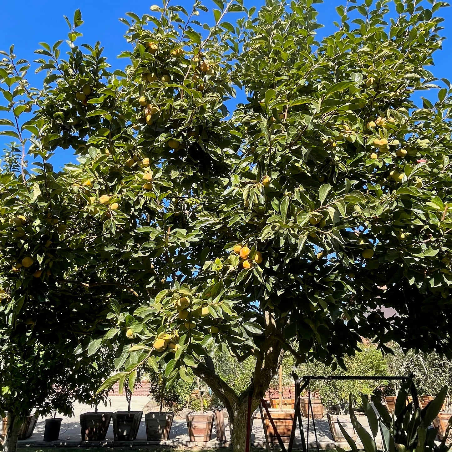 Persimmon Tree - Giant Rich Crisp Persimmon