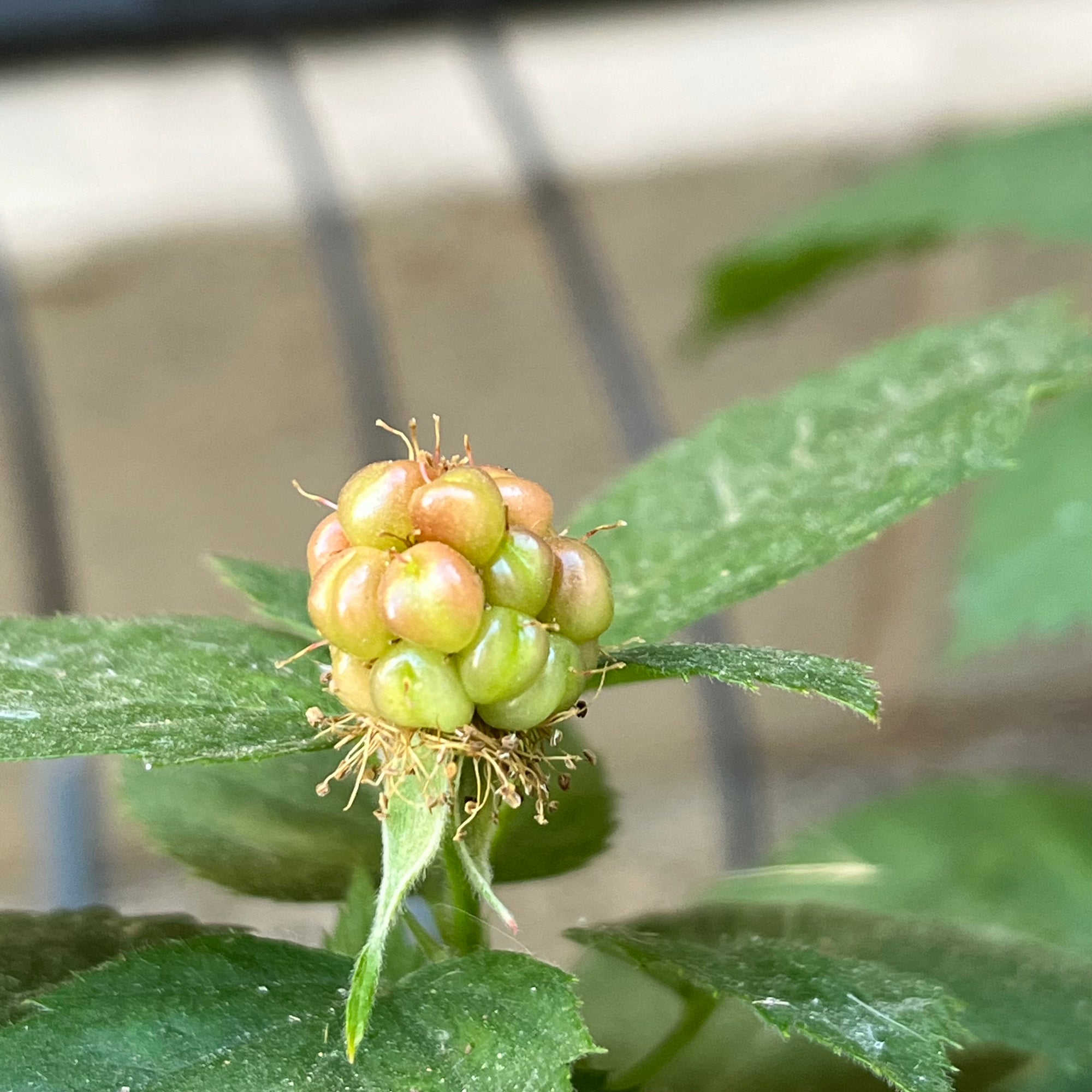 Blackberry