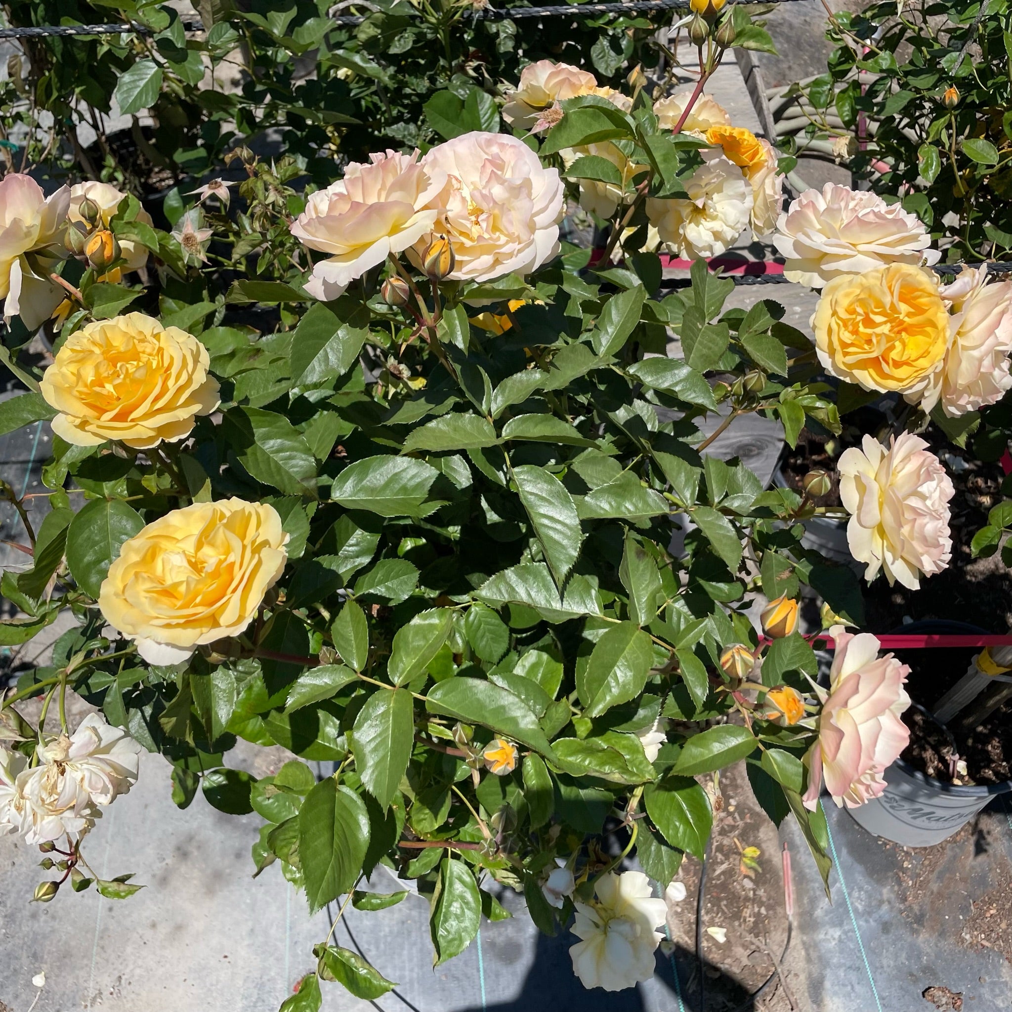 Julia Child Rose