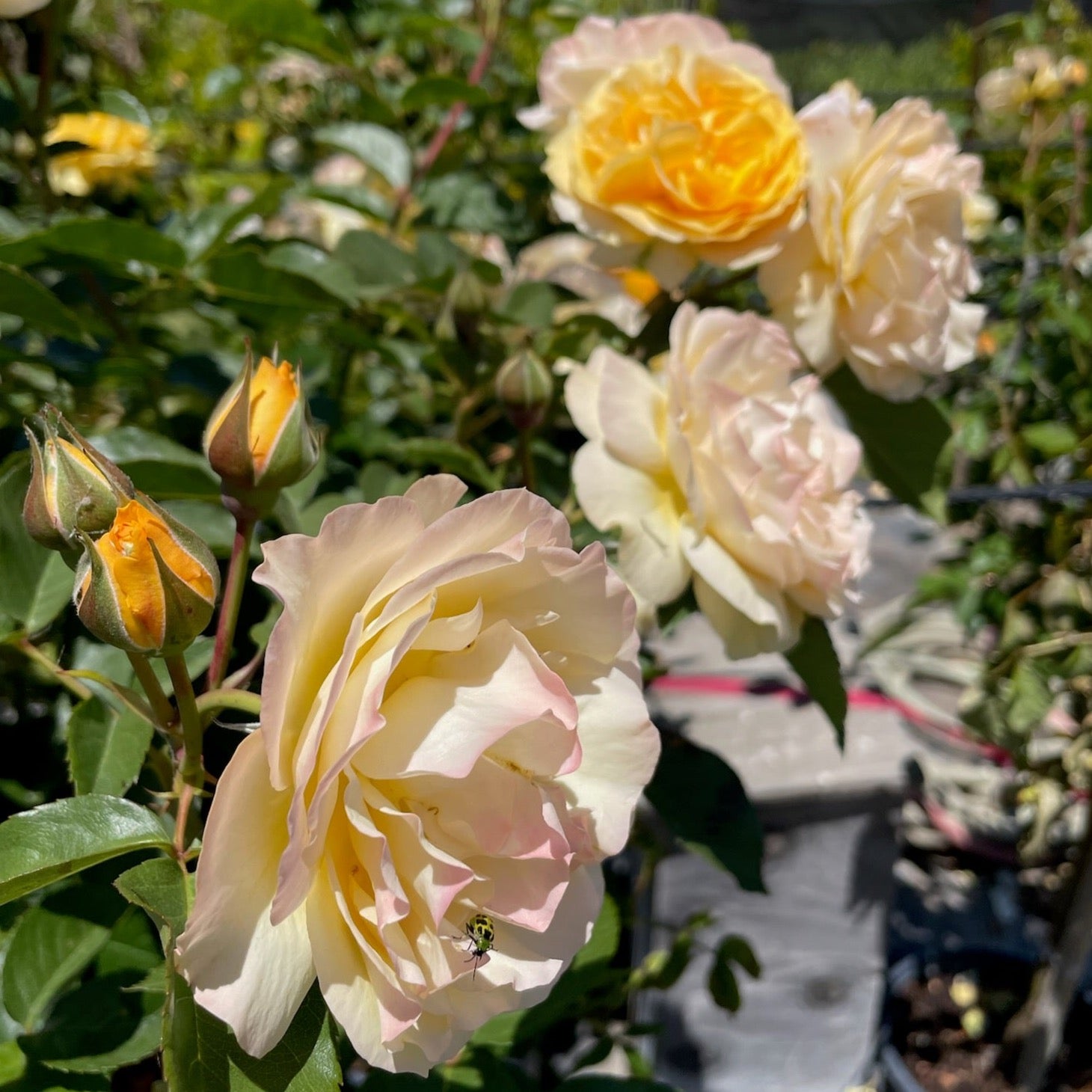 Julia Child Rose