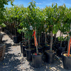 Black Tartarian Cherry