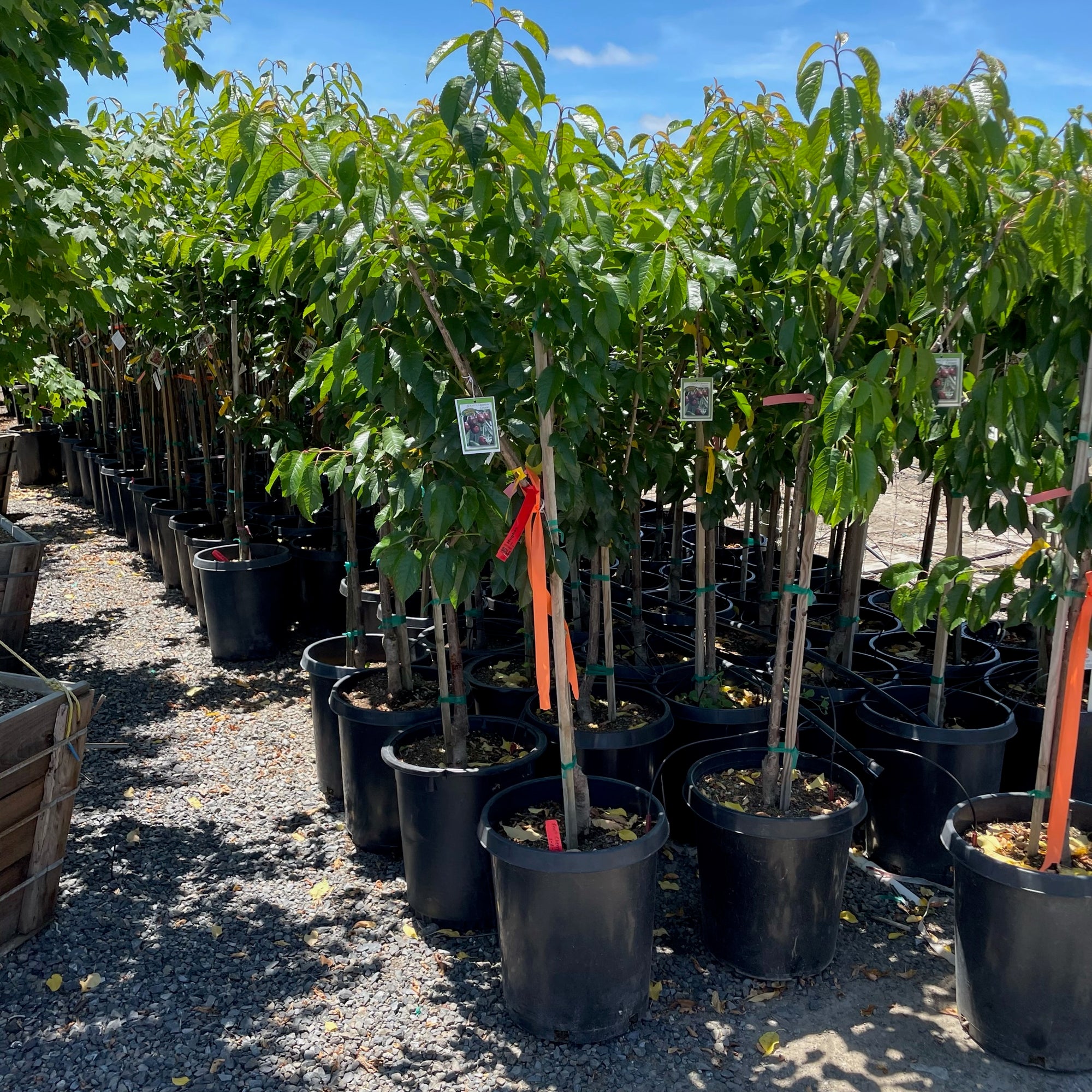 Black Tartarian Cherry