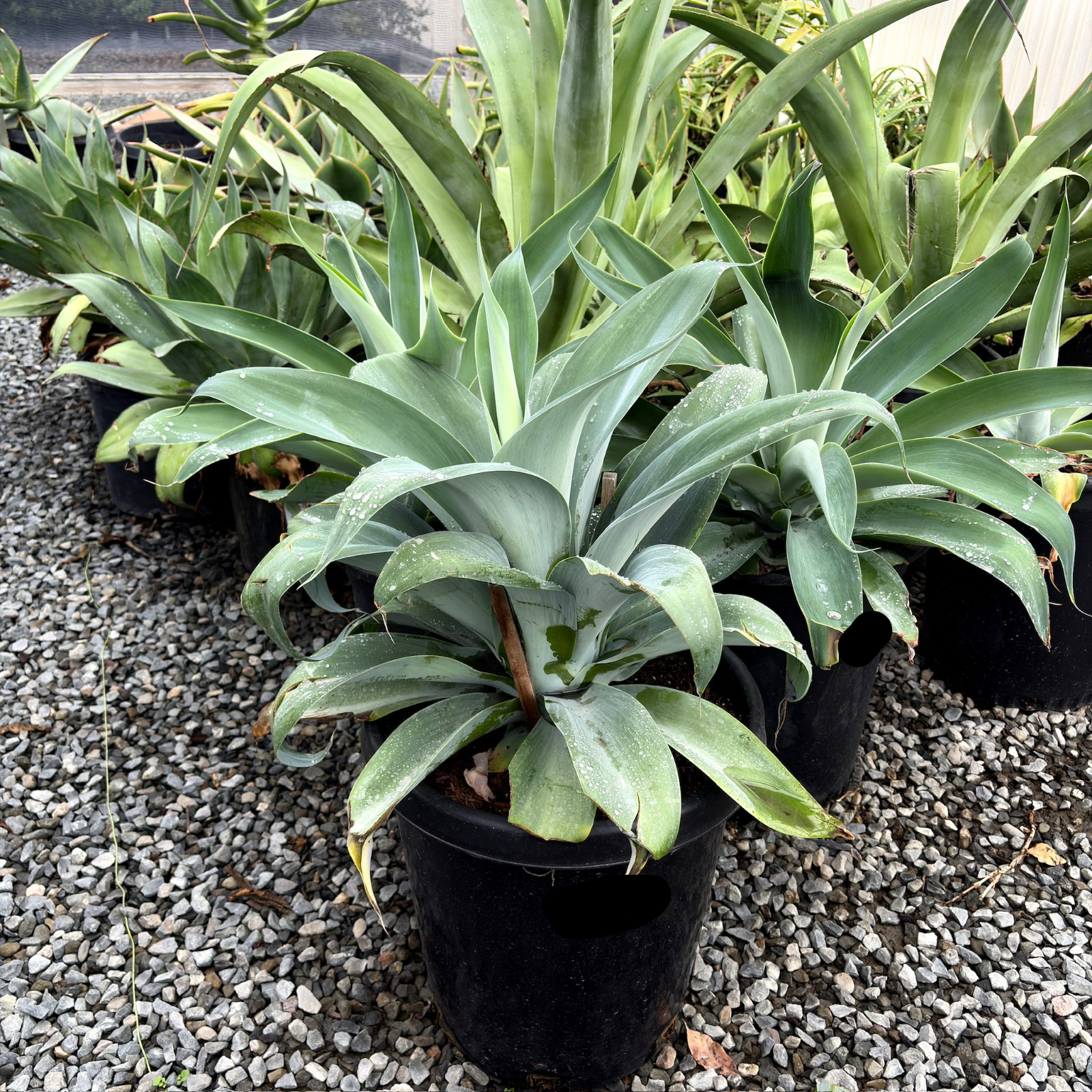 蓝色狐尾龙舌兰