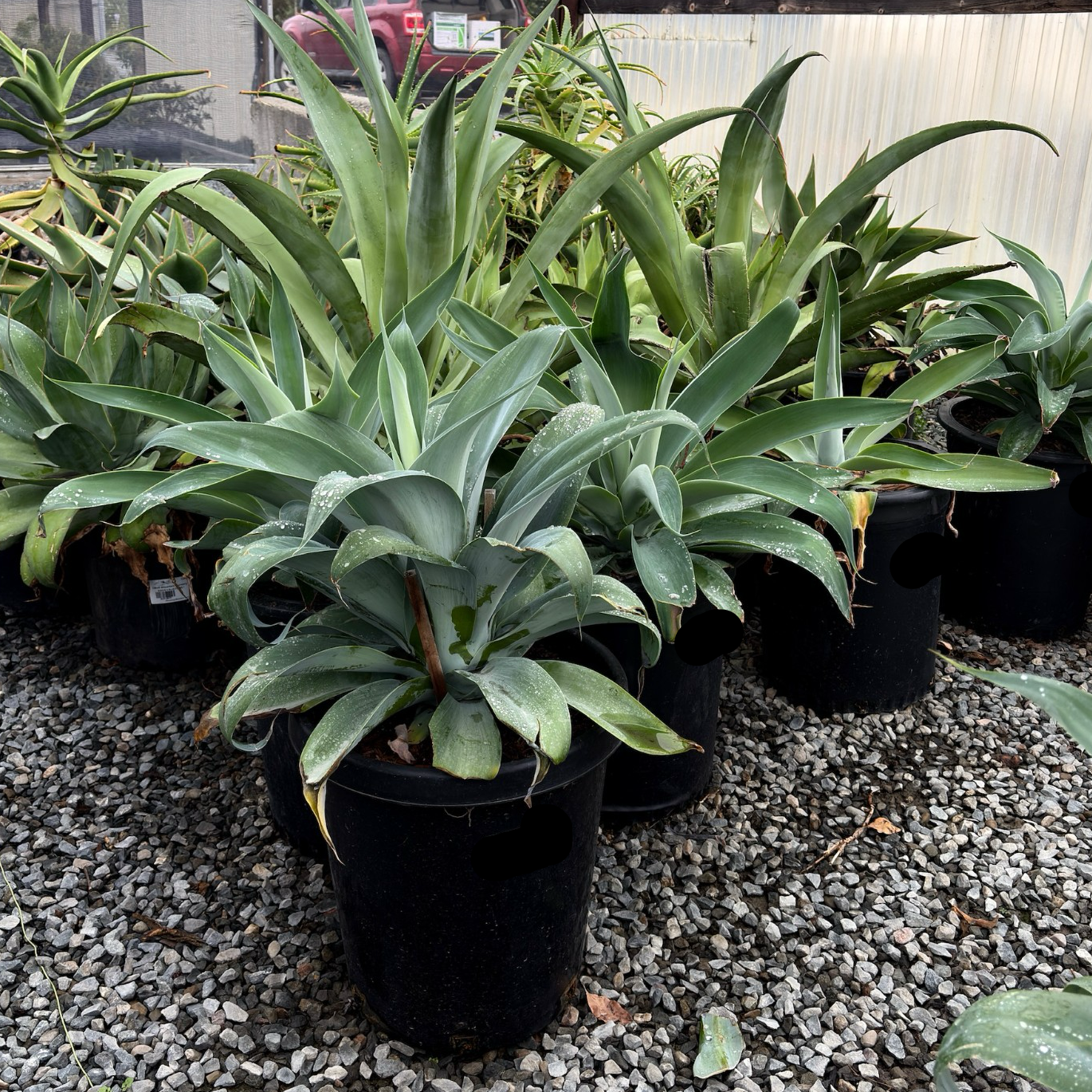 蓝色狐尾龙舌兰