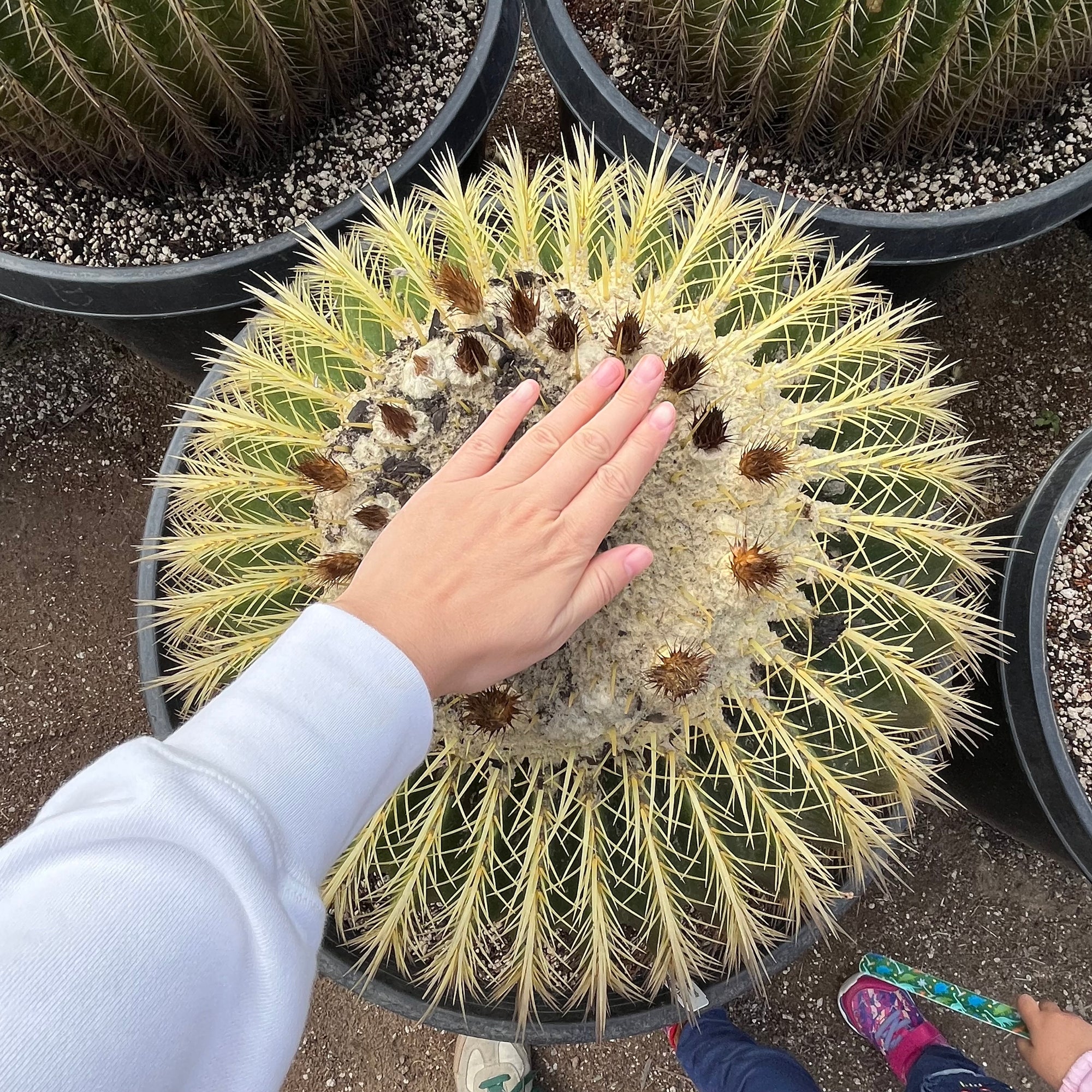 Golden Baned Cactus