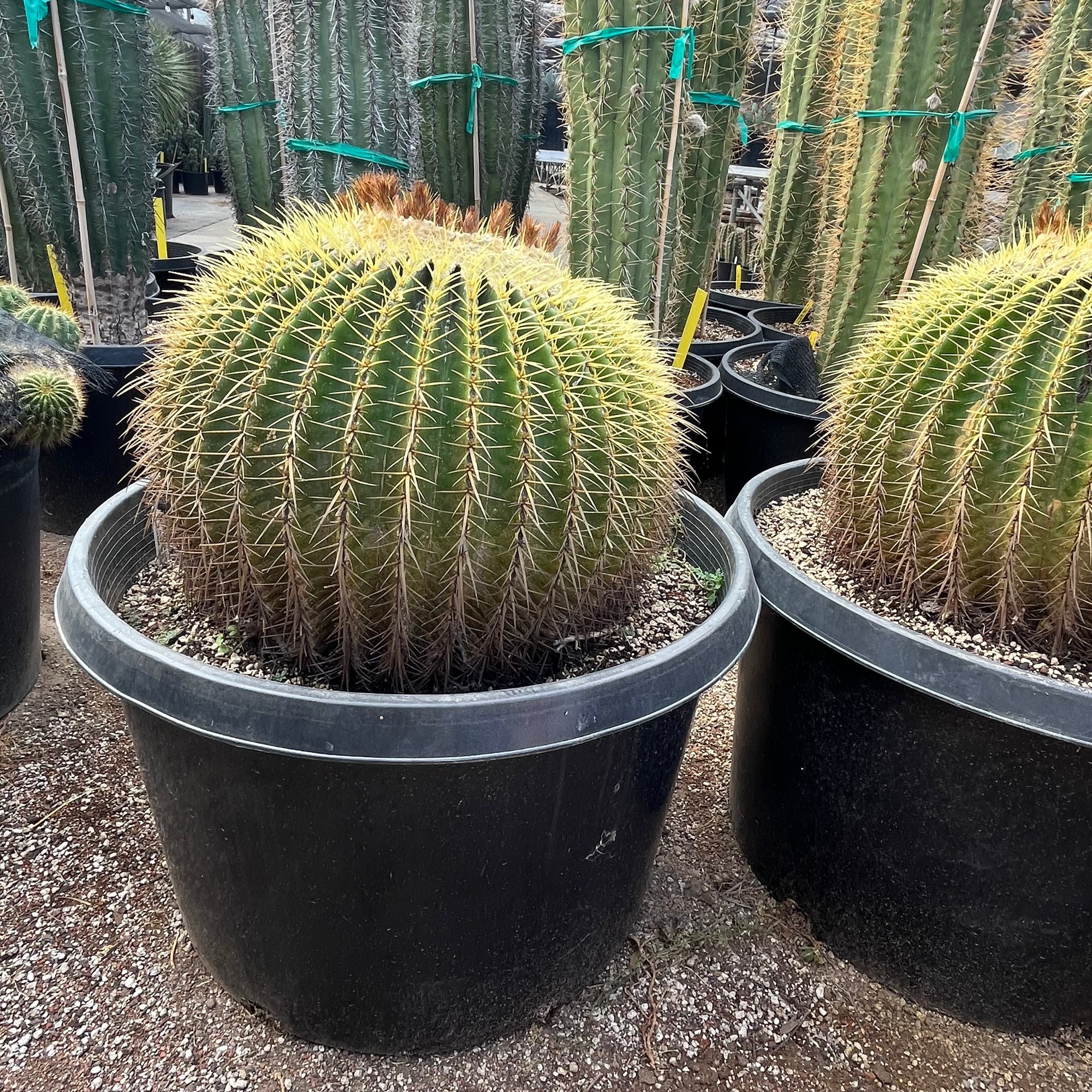 Golden Baned Cactus
