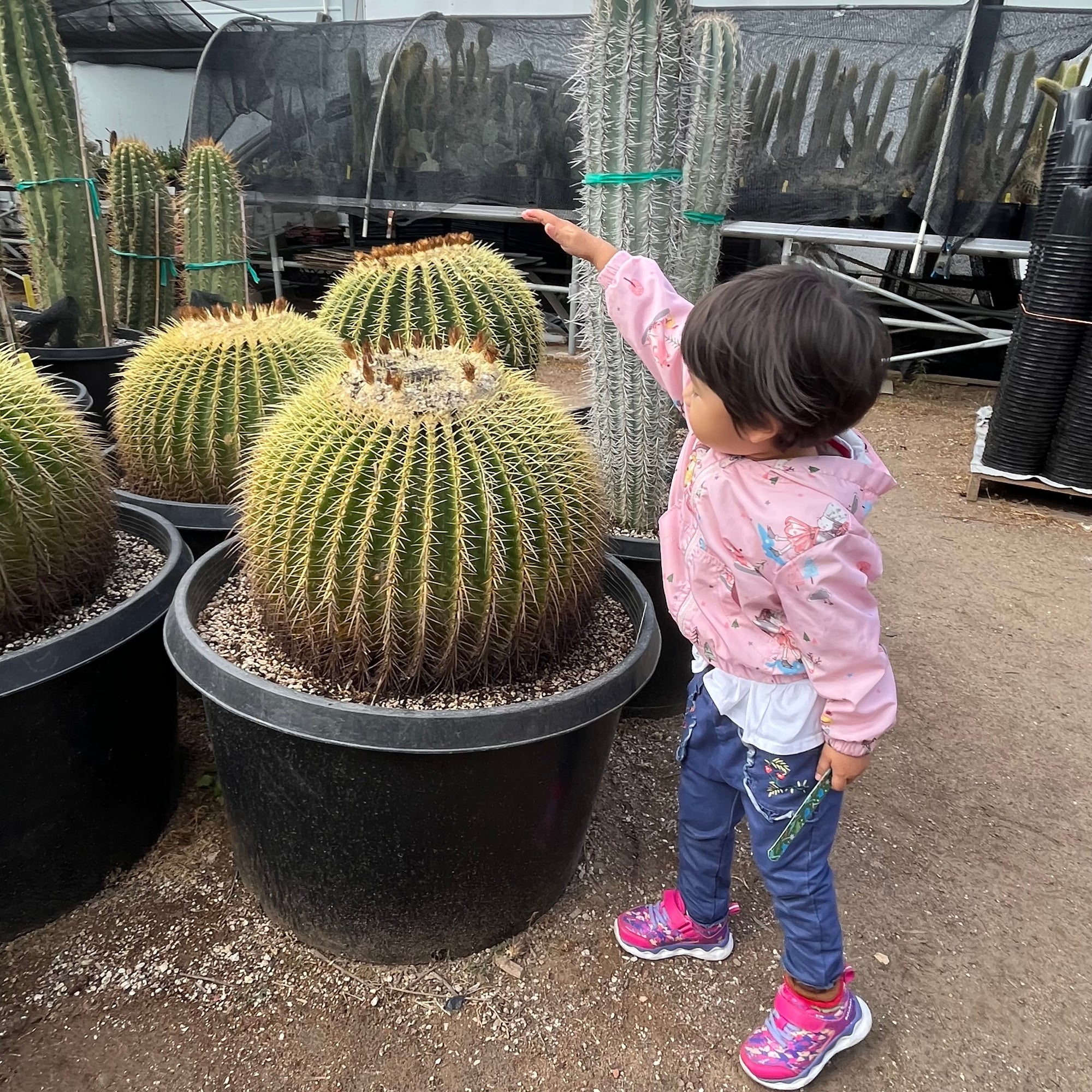 Golden Baned Cactus