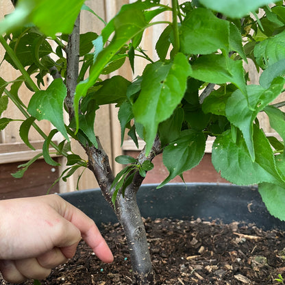 Plum Tree - Green Plum