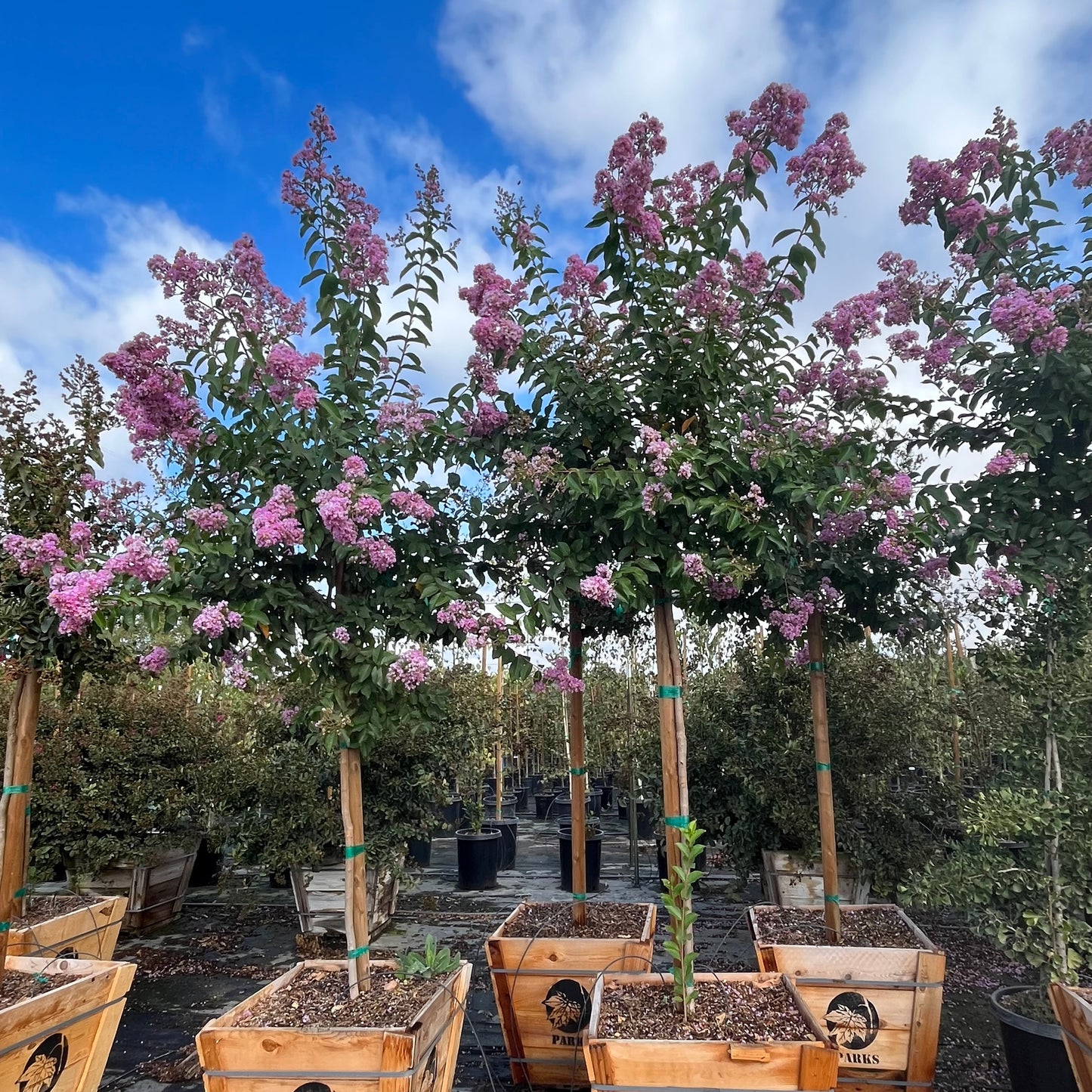 Crape Myrtle - Lavender Flowering Crape Myrtle Tree