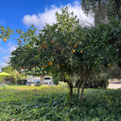 Orange Tree-Kara Red Navel Orange