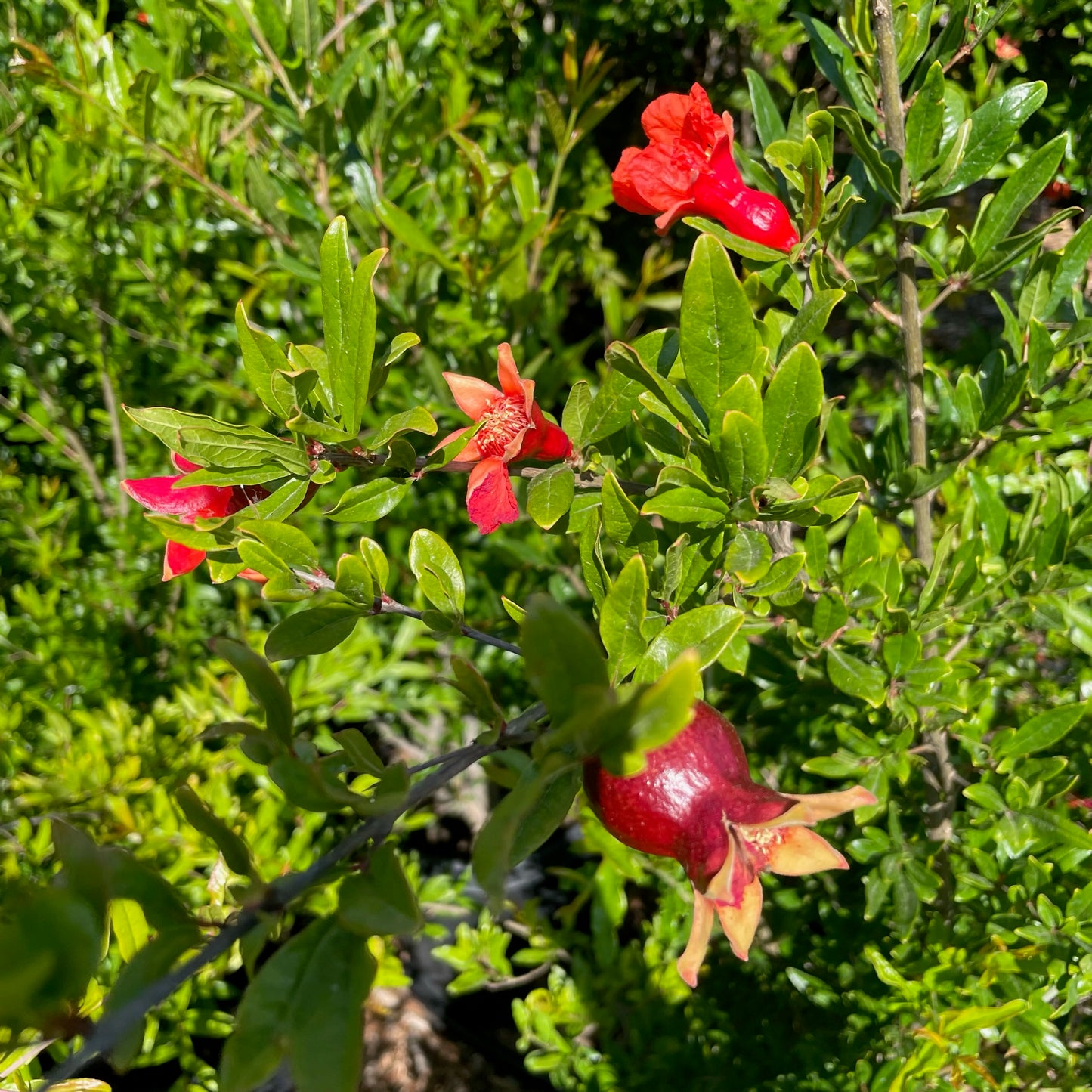 Soft Seed Pomegranate Tree-Angel Red