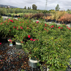 地被月季-花毯猩红