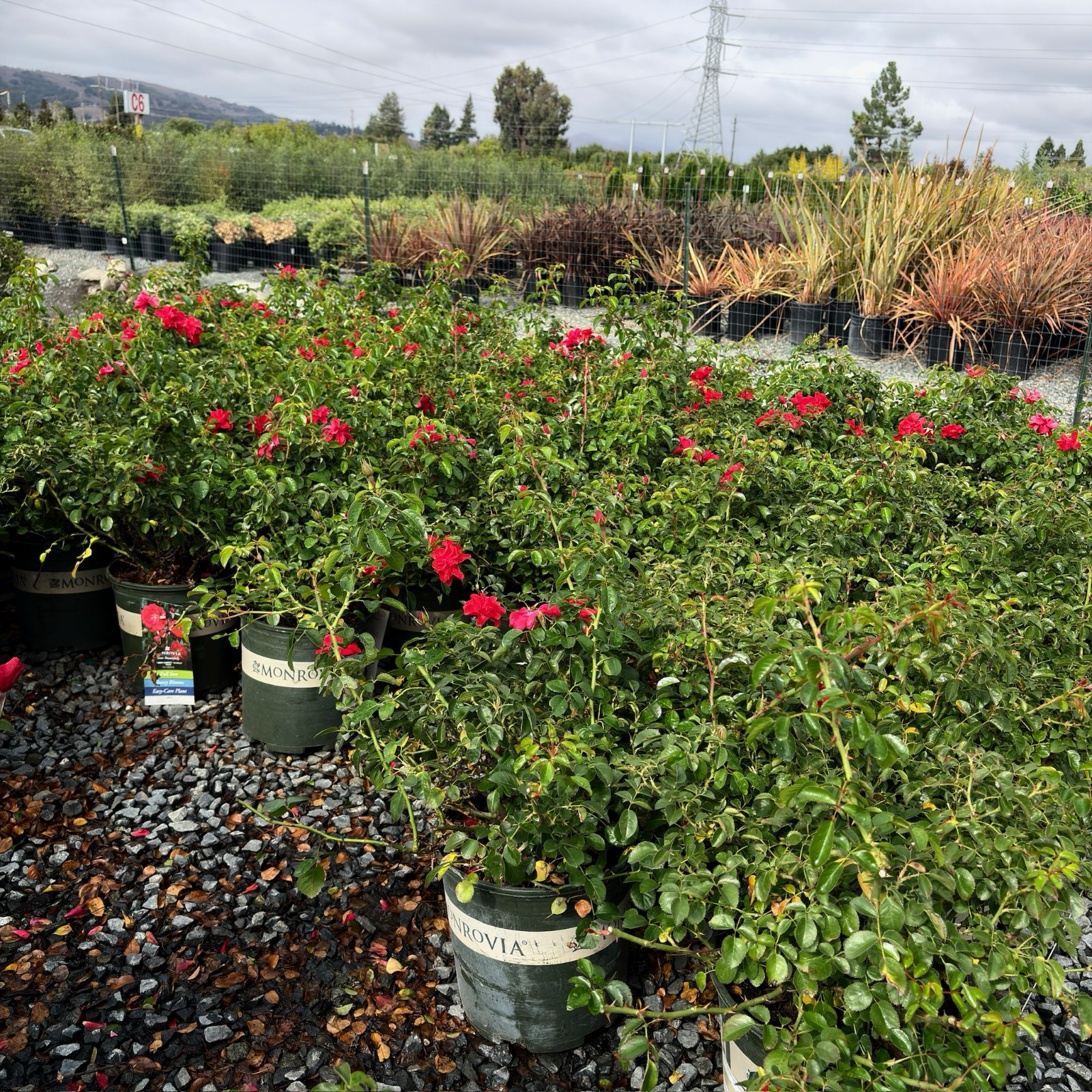 地被月季-花毯猩红