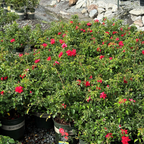 地被月季-花毯猩红