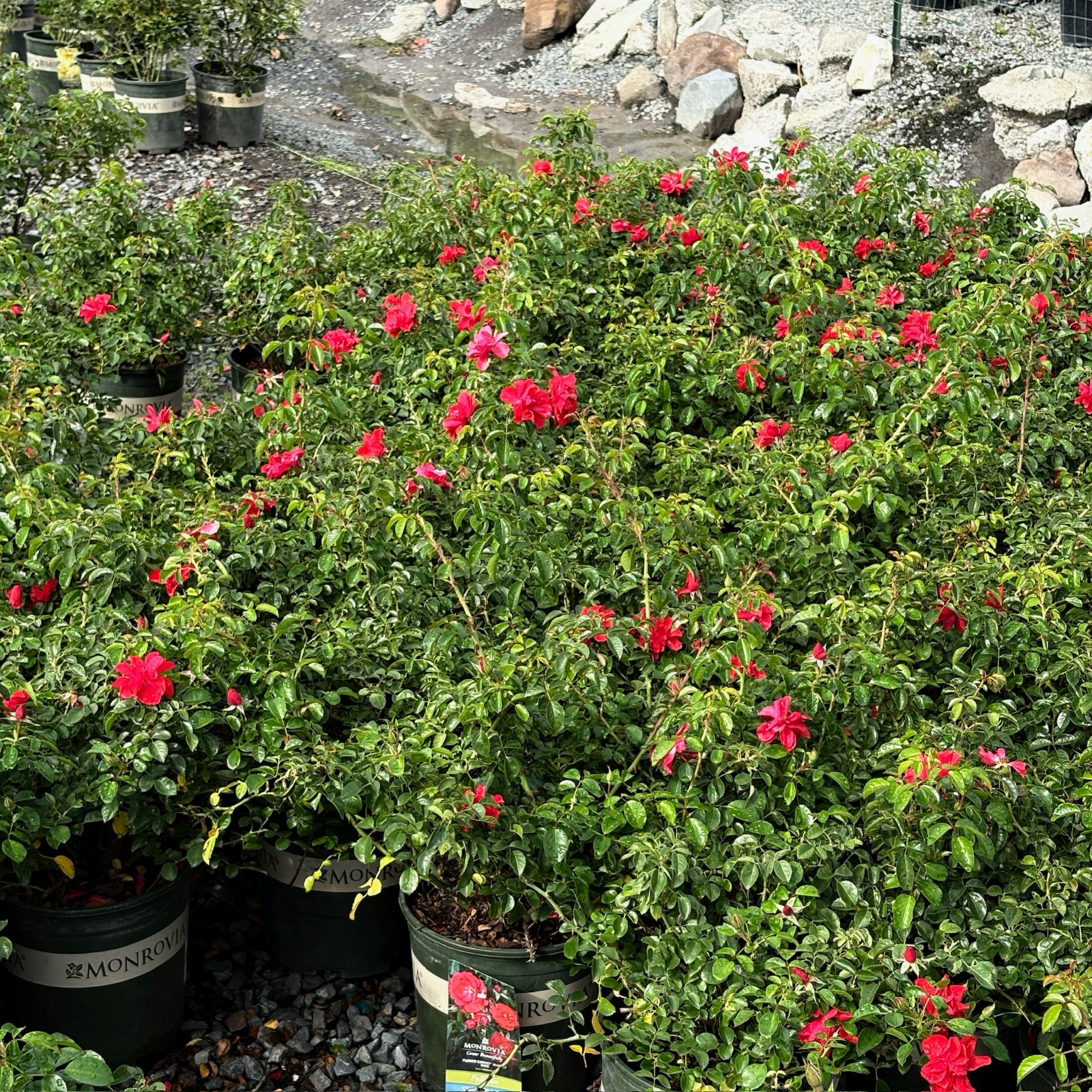 地被月季-花毯猩红