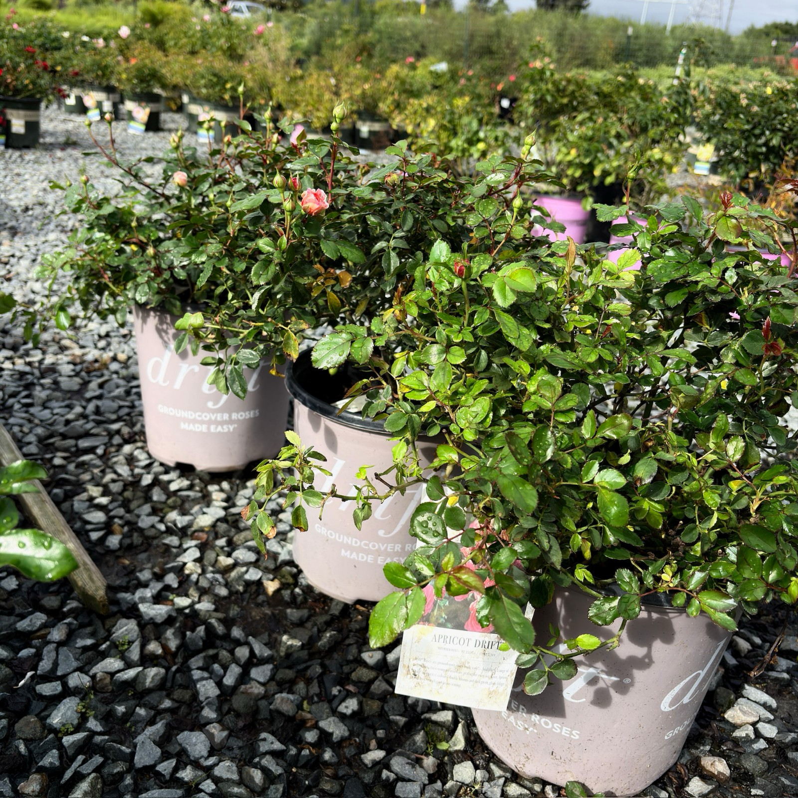 地被月季-飘柔杏色