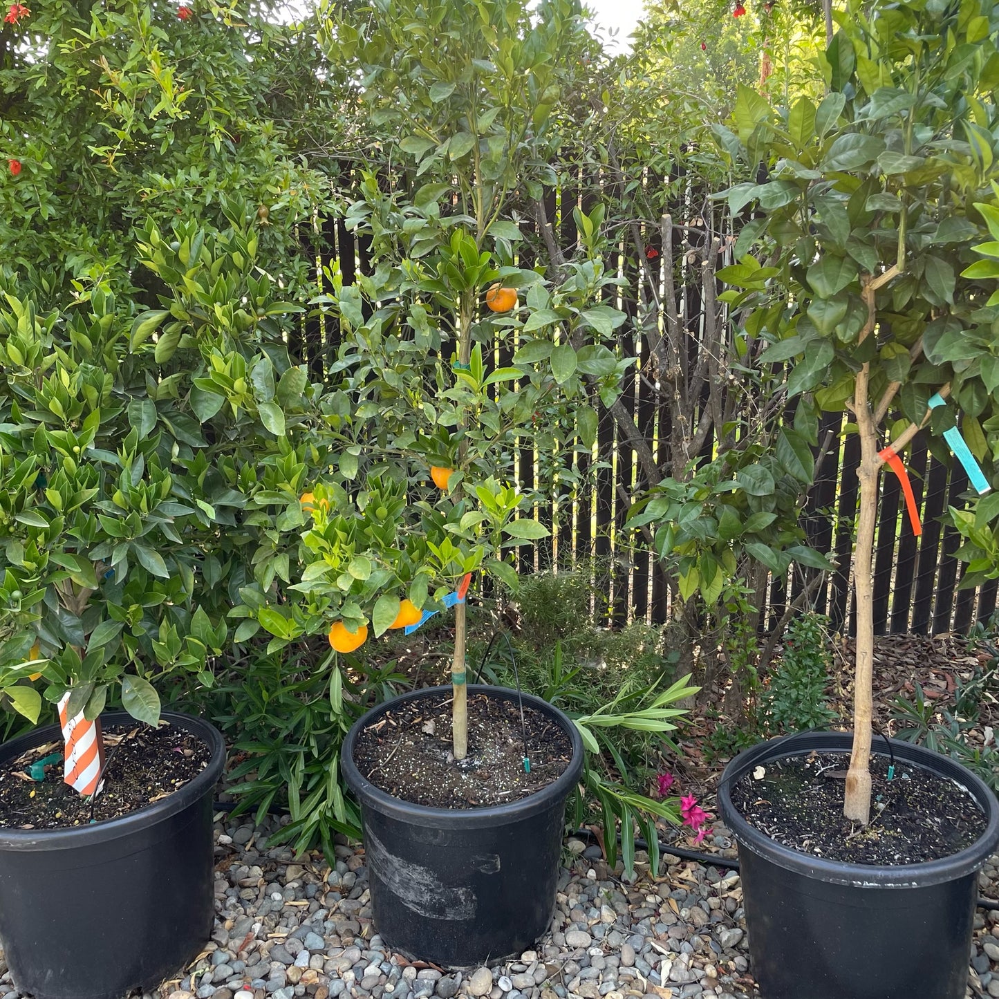 Orange Tree - Tango Orange