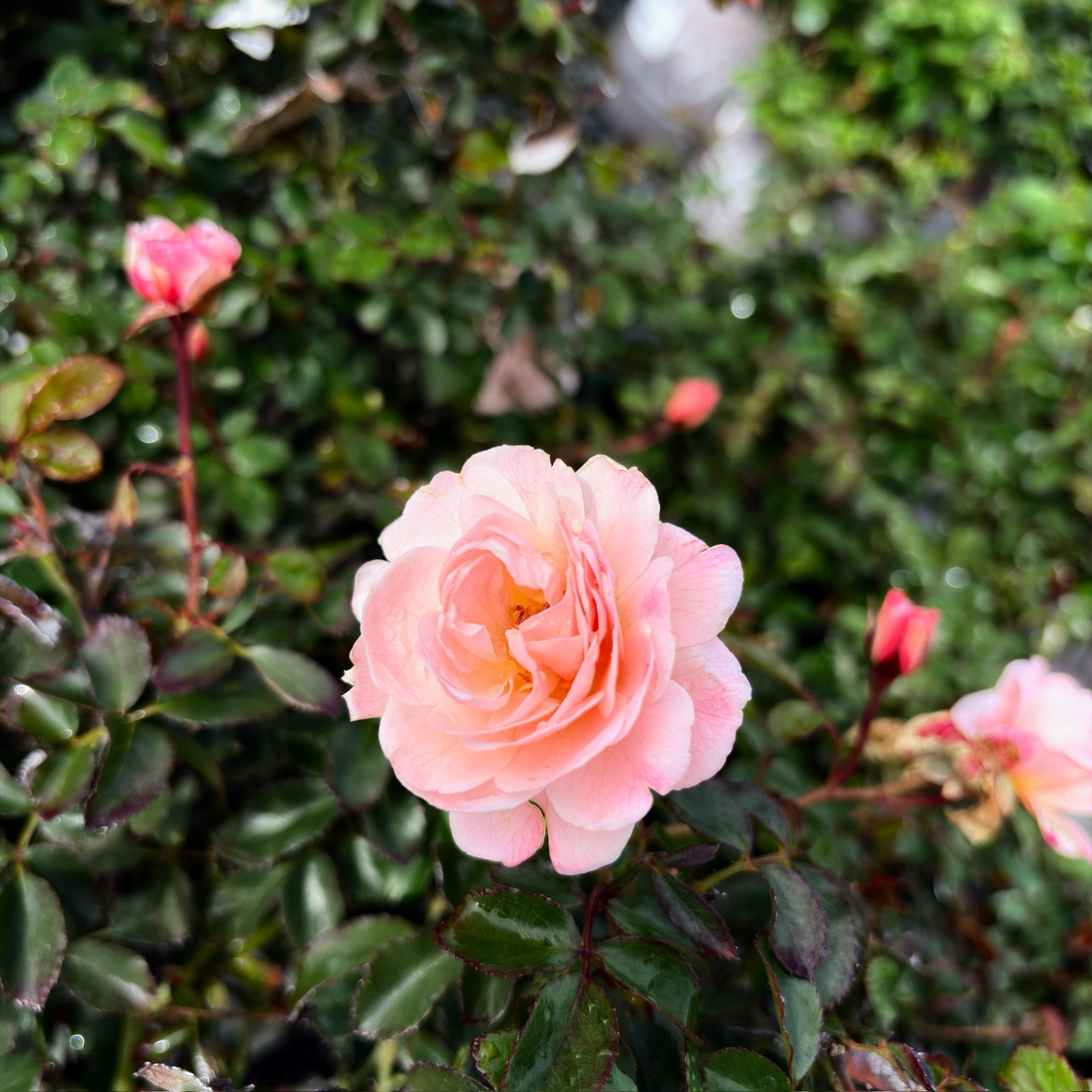 地被月季-飘柔杏色