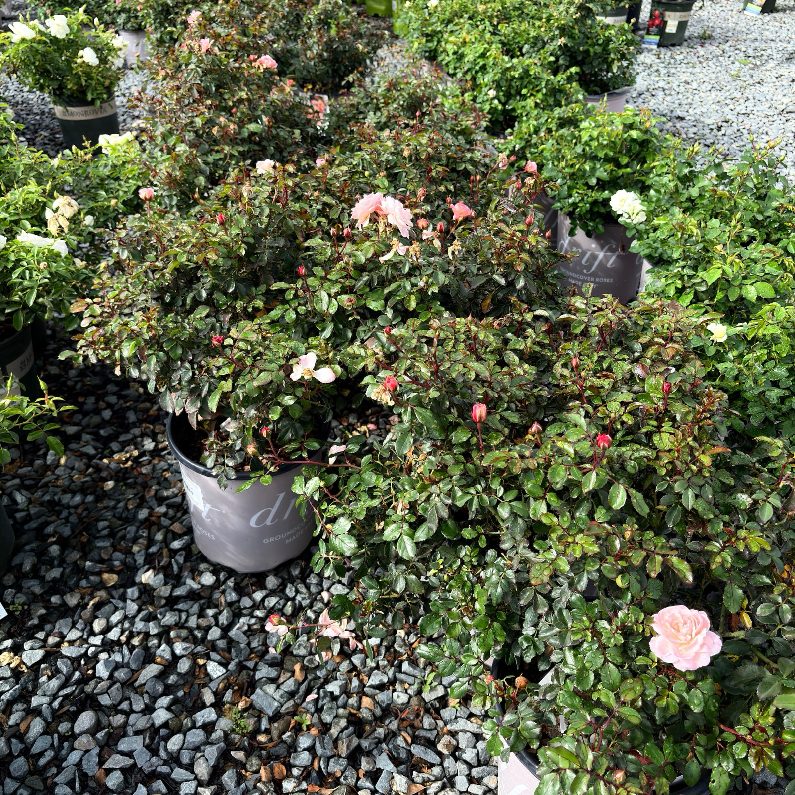 地被月季-飘柔杏色