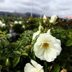 地被月季-花毯白色