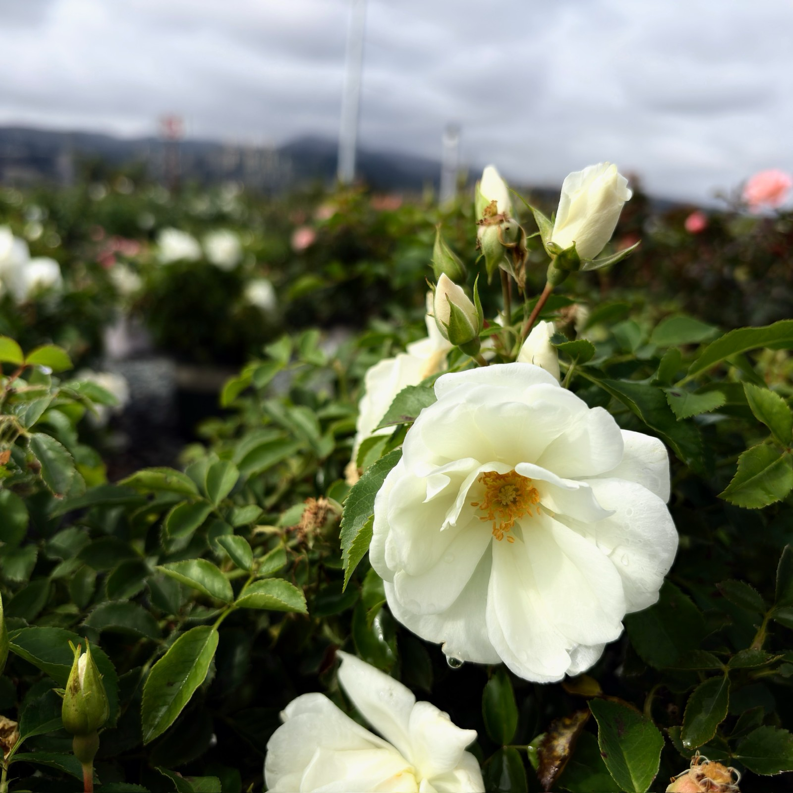 地被月季-花毯白色