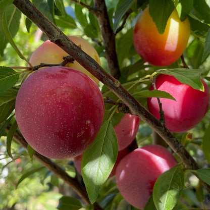 Plum Tree - Beautiful Sweet Plums