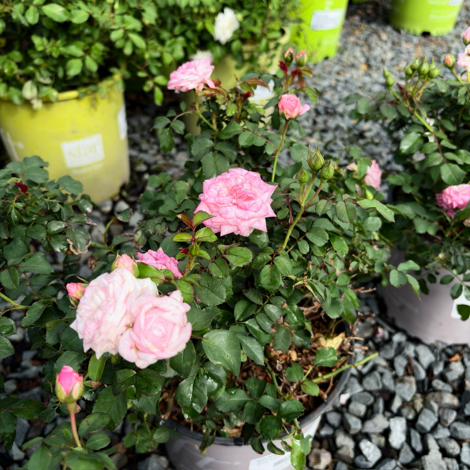 地被月季-飘柔甜美