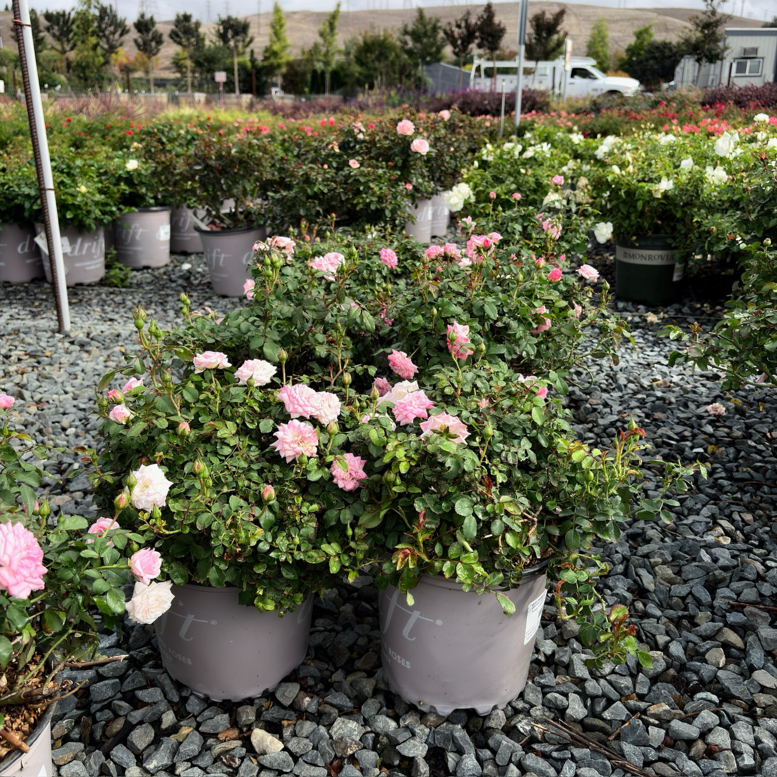 地被月季-飘柔甜美