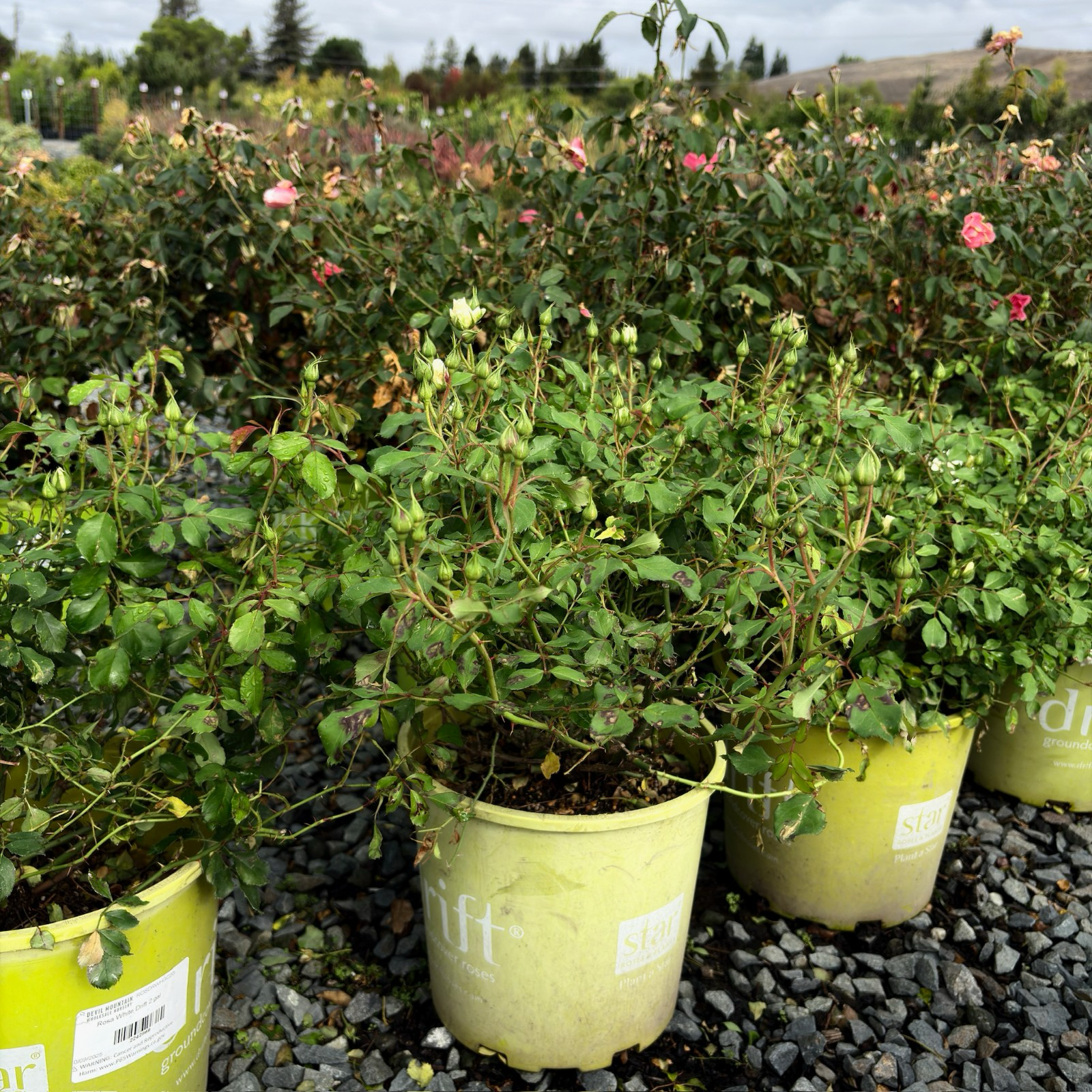 地被月季-飘柔白色