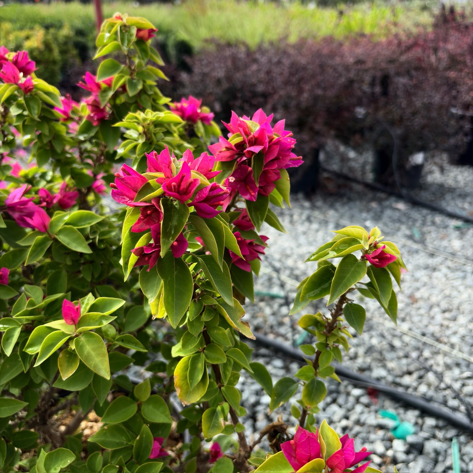 重瓣粉花三角梅