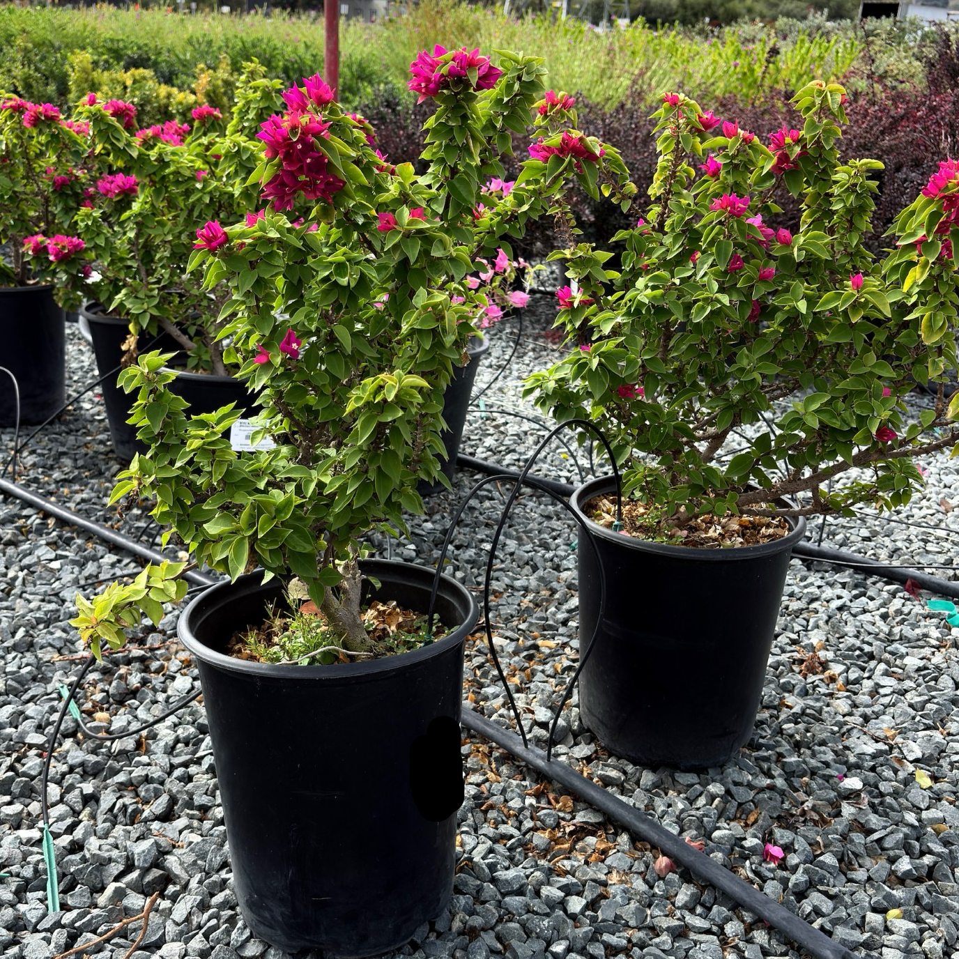 重瓣粉花三角梅