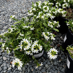 White Fan Flower