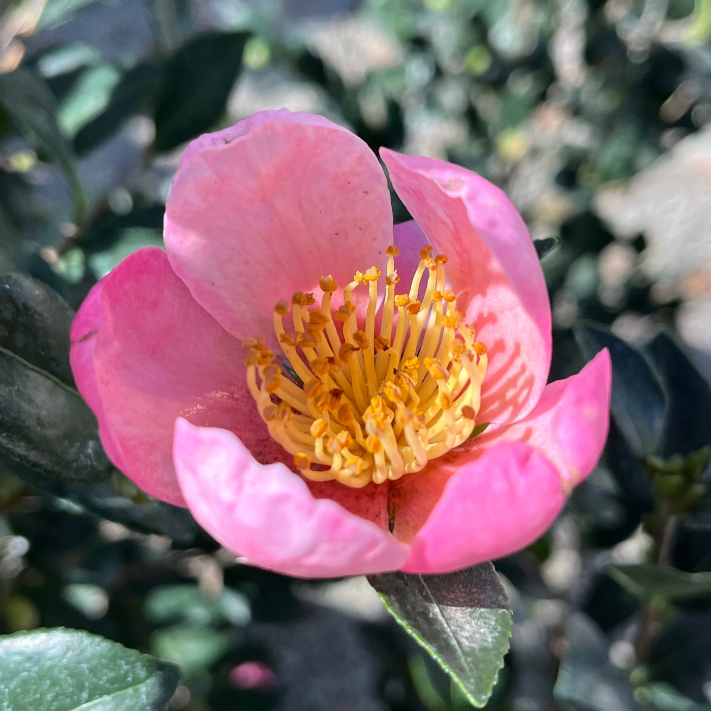 Camellia sasanqua - Pink Cheer Camellia