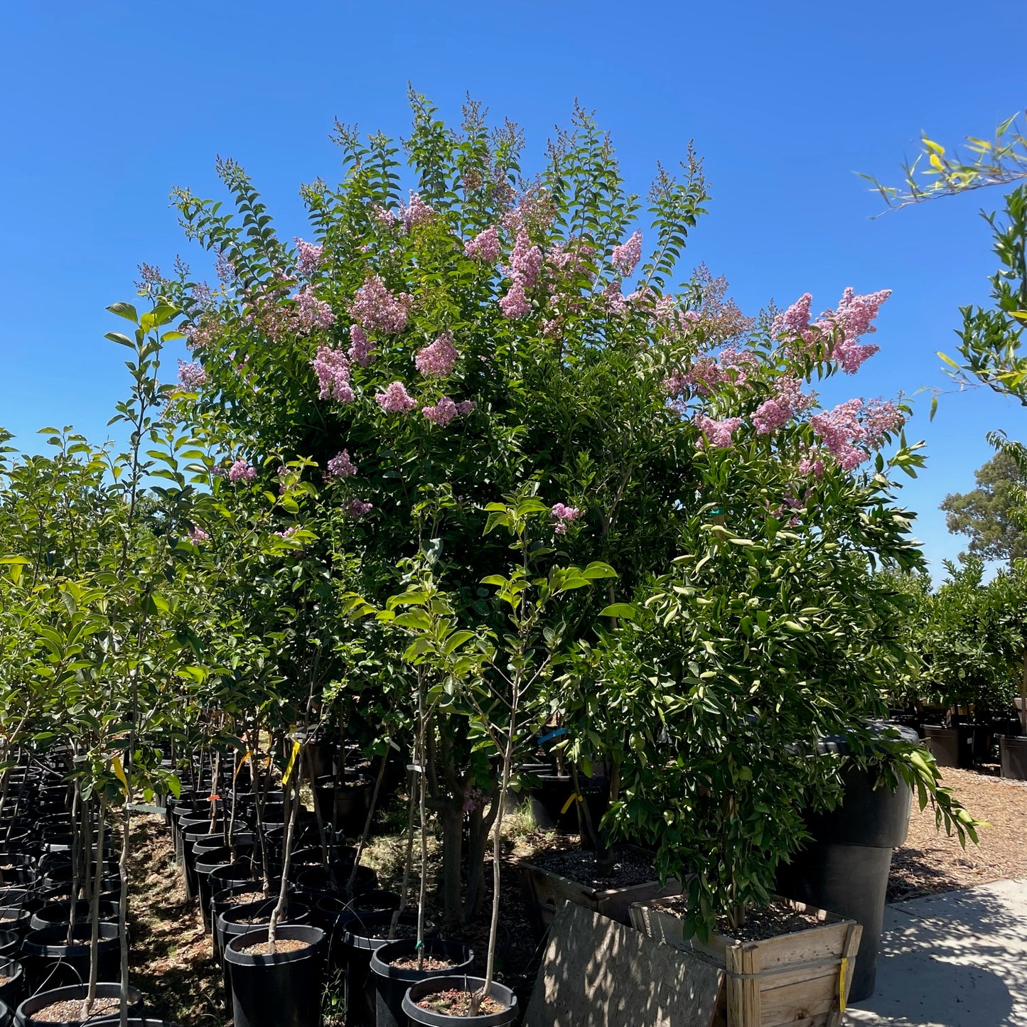 Crape Myrtle - Lavender Flowering Crape Myrtle Tree