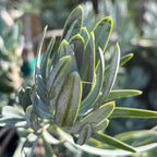 Glacier Bay  Fern Pine