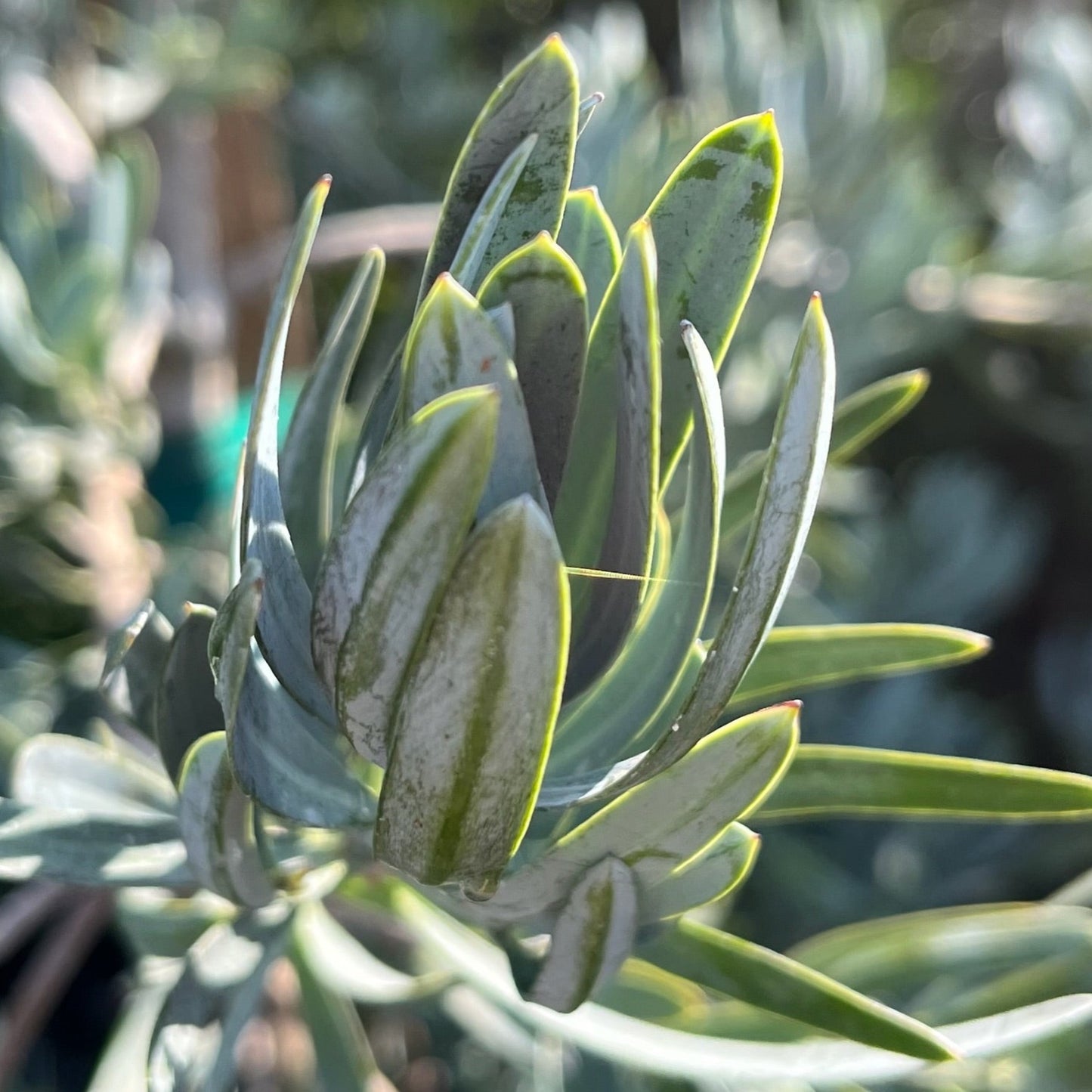 Podocarpus Tree-Glacier