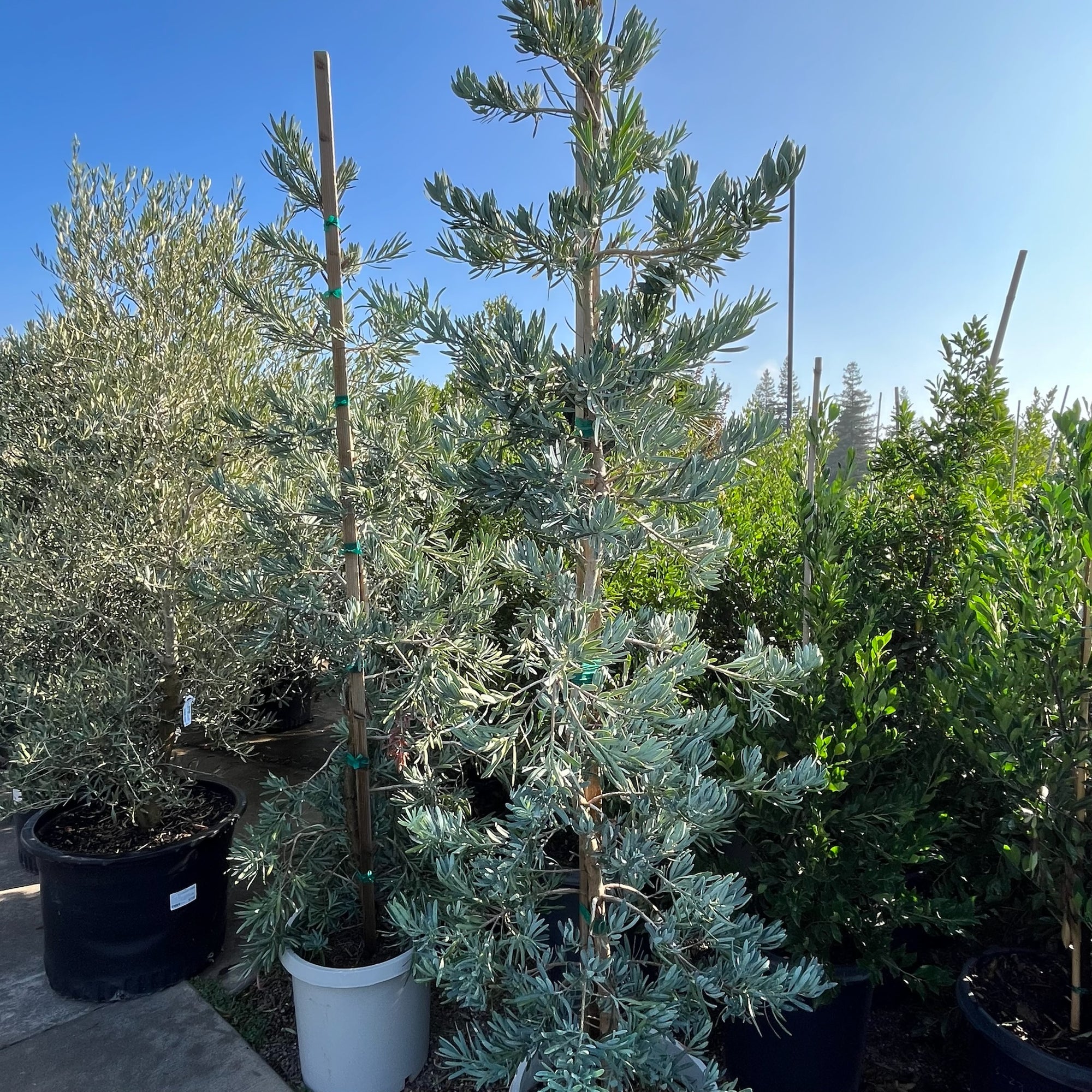 Podocarpus 'Glacier Bay'