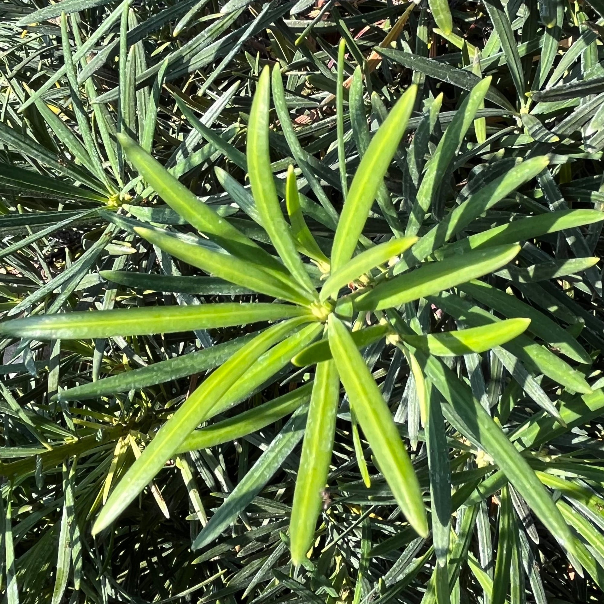 Shrubby Yew Pine
