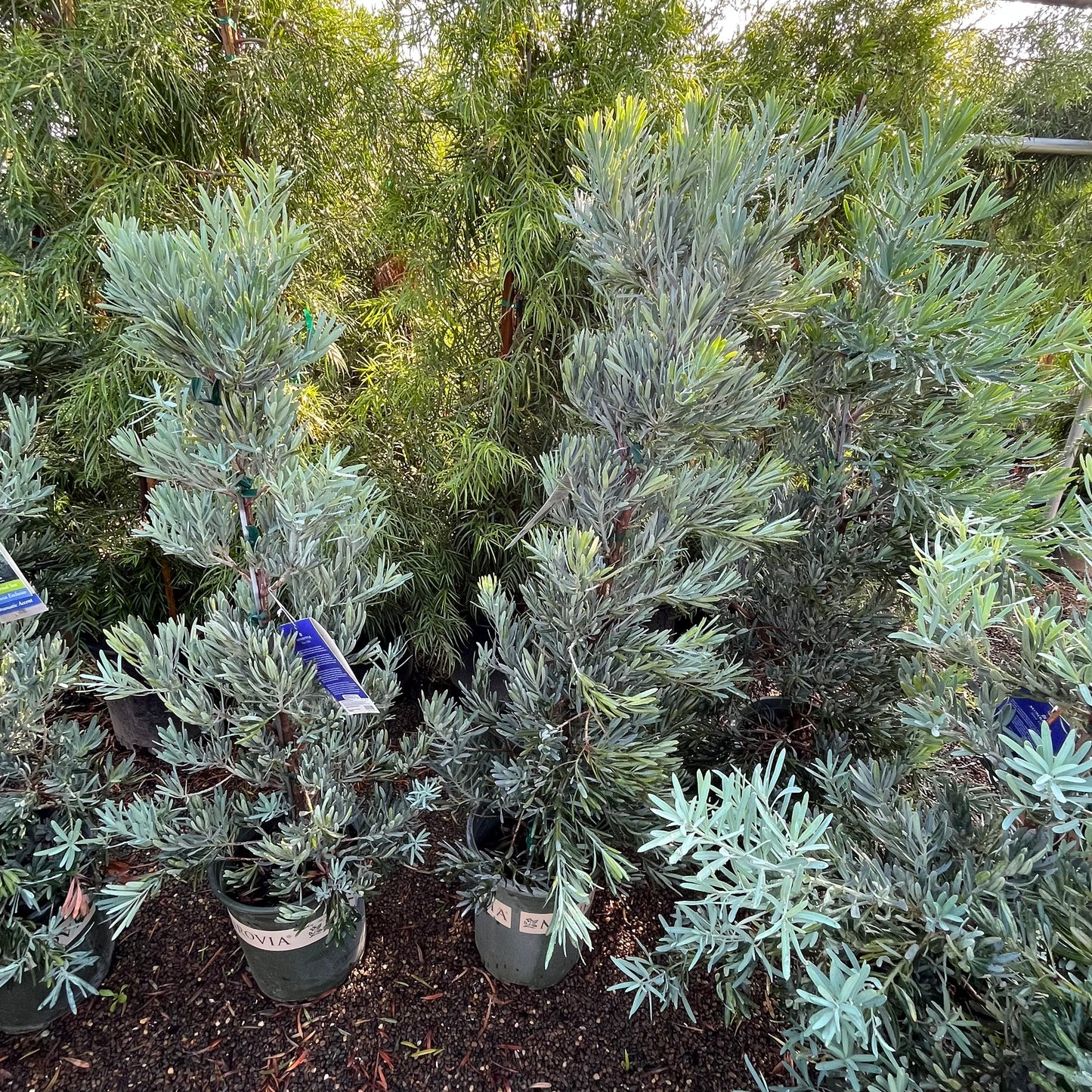 Podocarpus Tree-Blue Ice Yellow Wood