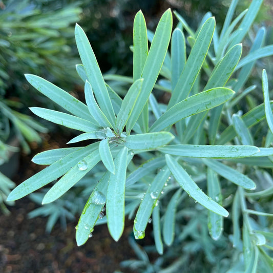 Podocarpus Tree-Blue Ice Yellow Wood