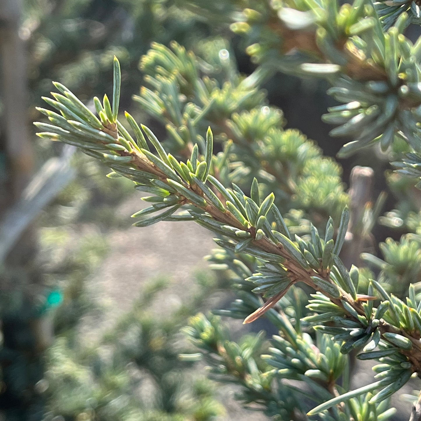 Cedar Tree - Dwarf Blue Cedar