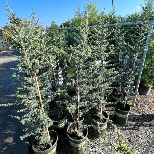 Cedar Tree - Dwarf Blue Cedar