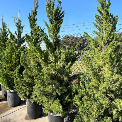 Juniper Tree-Long Cypress