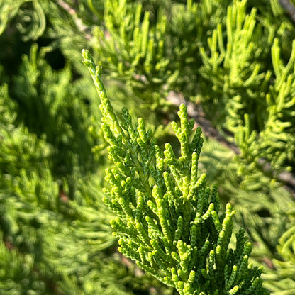 Juniper Tree-Long Cypress