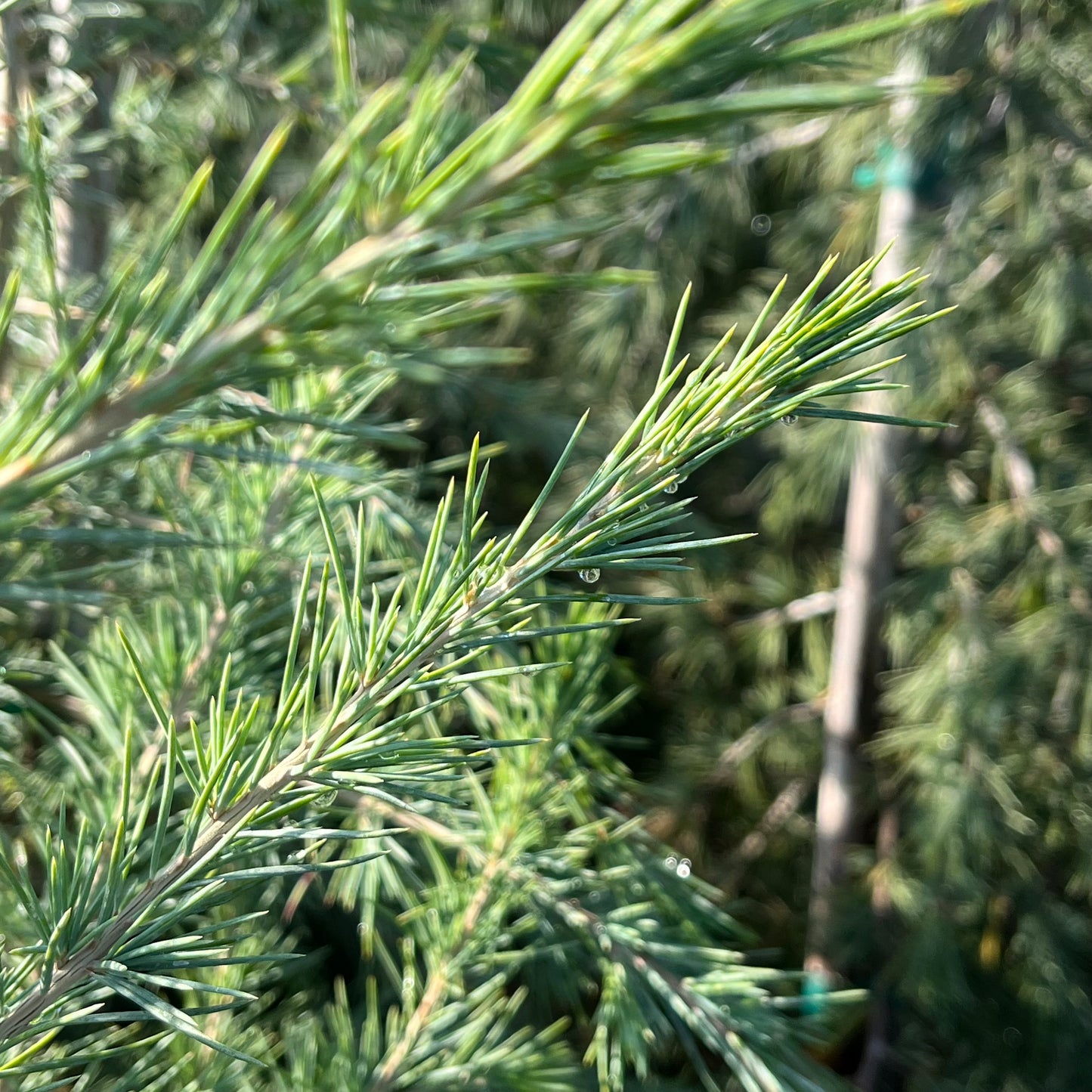 Cedar Tree - Himalaya