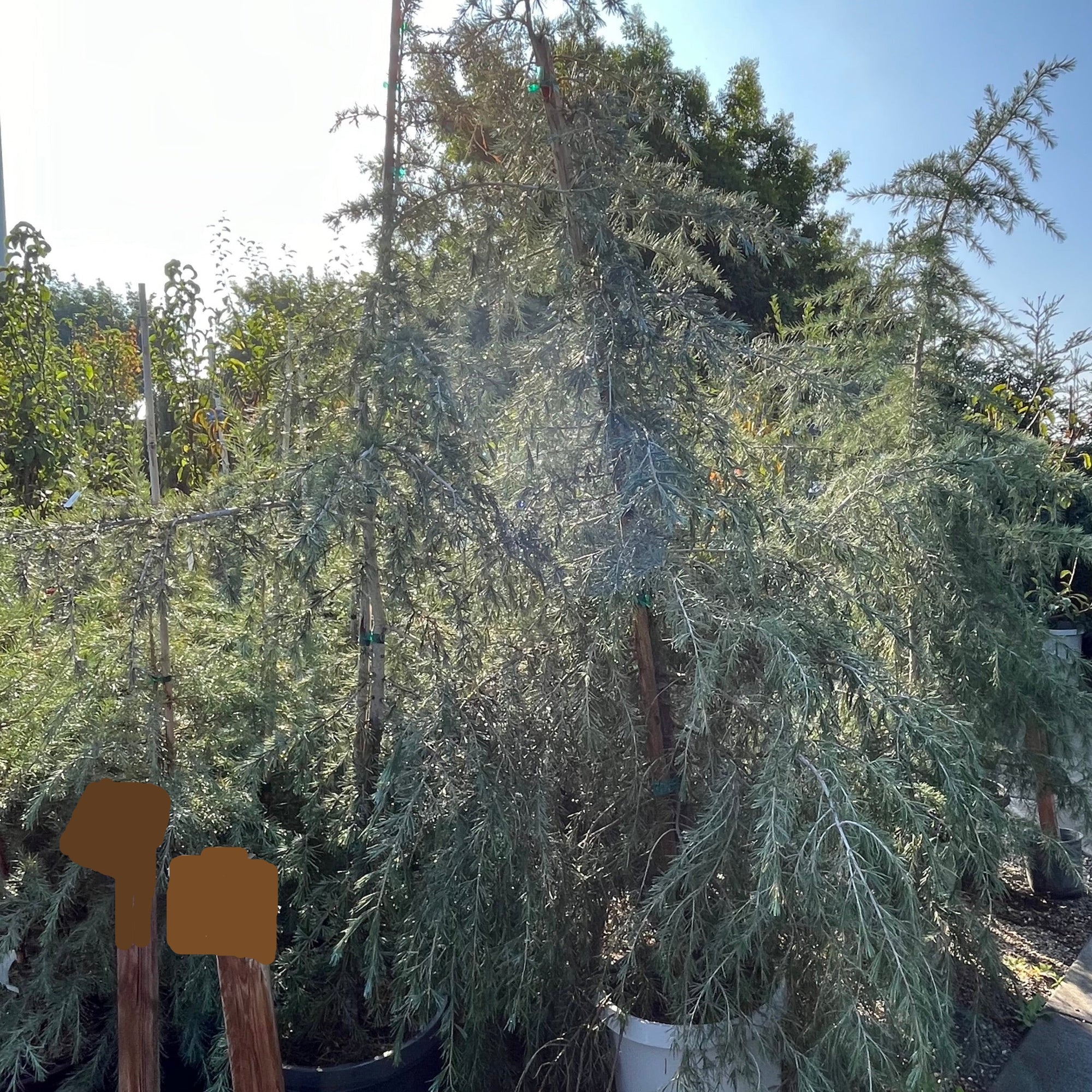 Cedar Deodar
